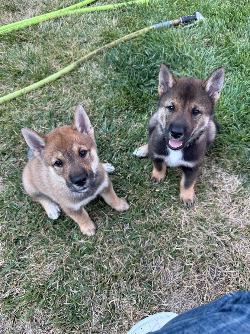 Shikoku Ken Club members and dogs