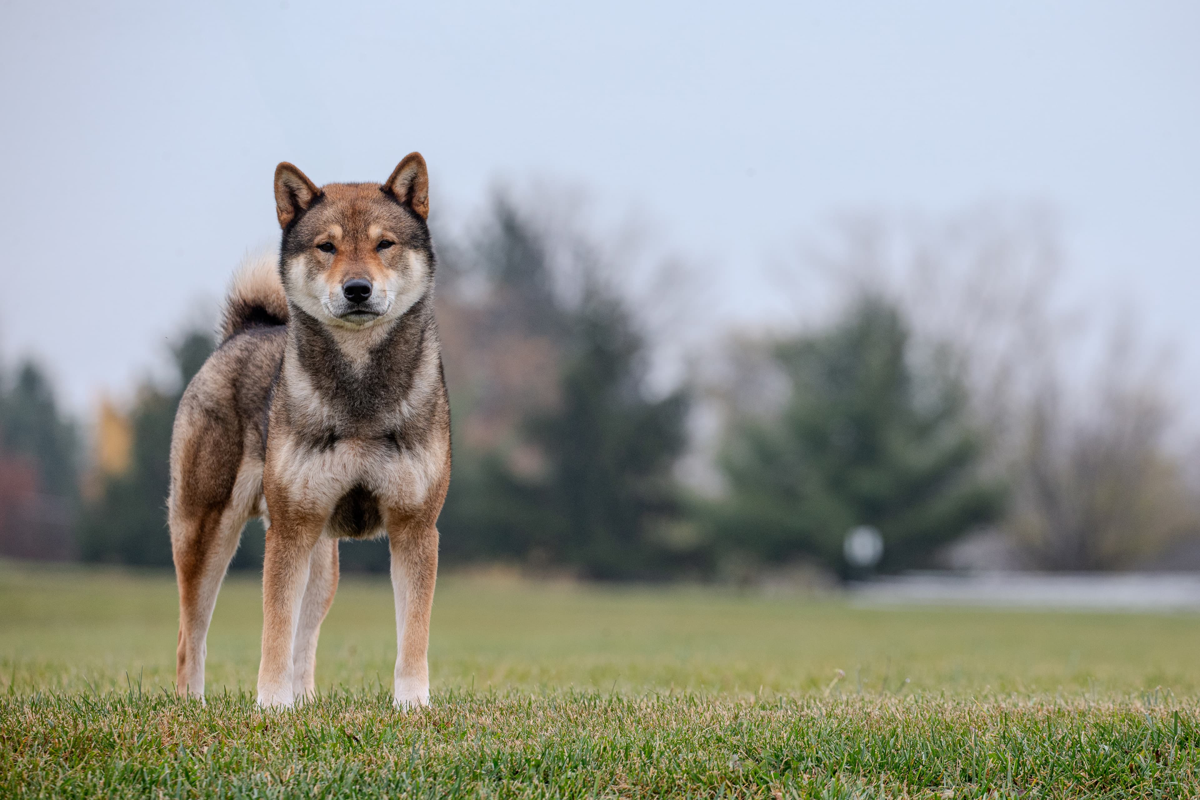 Shikoku Ken standing in a field