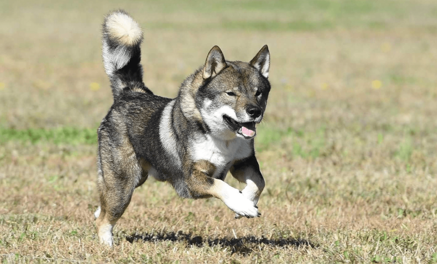 Hachidorisou Shikoku